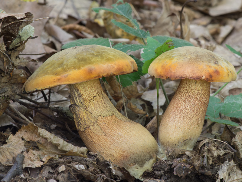 Boletus luridus